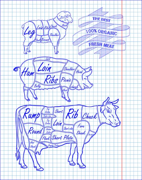 Carnicería diagrama de carne de res, cerdo, cordero — Archivo Imágenes Vectoriales