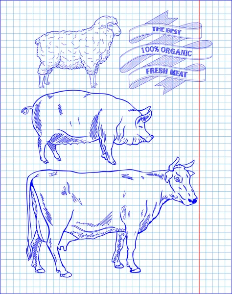 Butchering beef diagram, pork, lamb — Stock Vector