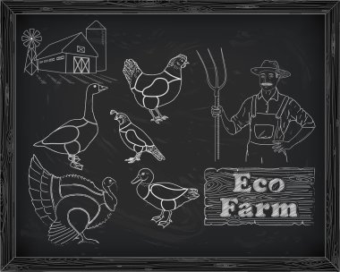 güzel düzeni tavuk hindi ördek kaz bıldırcın kesim 