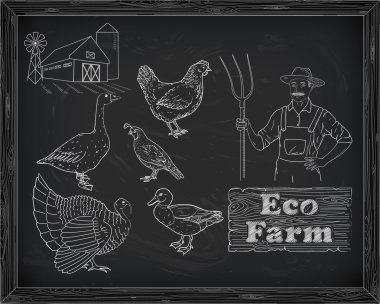 bıldırcın Çiftliği ve çiftçi güzel tavuk hindi ördek kaz