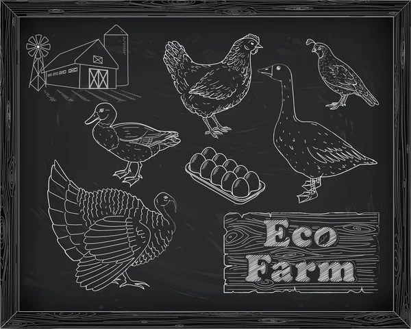 güzel tavuk hindi ördek kaz bıldırcın çiftliği