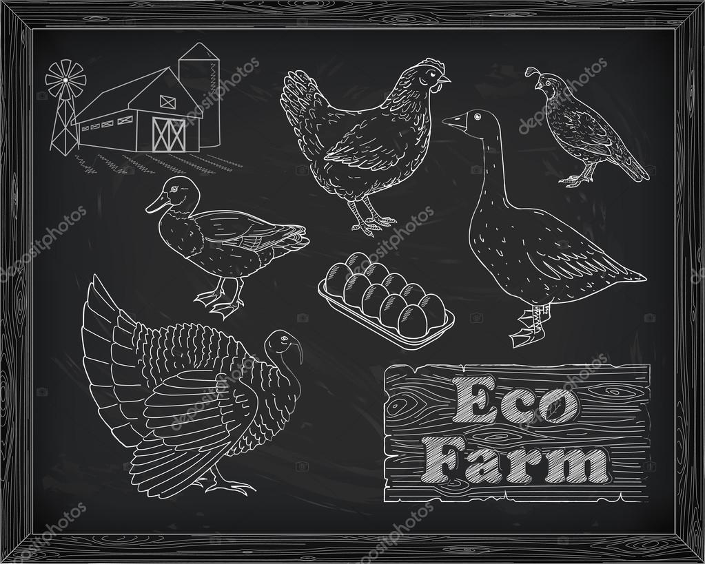 Beautiful scheme cutting chicken turkey duck goose quail on the farm drawn in chalk