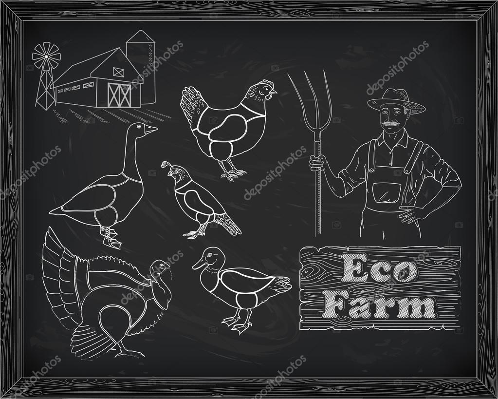 Beautiful scheme cutting chicken turkey duck goose quail on the farm and farmer drawn in chalk