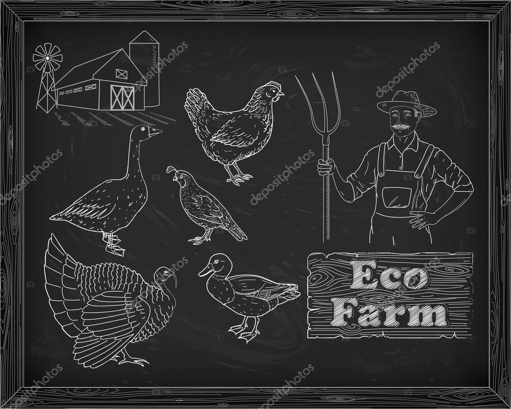 Beautiful scheme cutting chicken turkey duck goose quail on the farm and farmer drawn in chalk