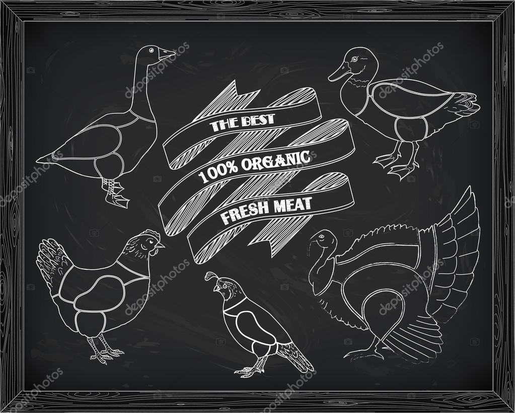 Beautiful scheme cutting chicken turkey duck goose quail drawn in chalk