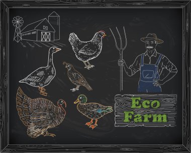 bıldırcın Çiftliği ve çiftçi güzel tavuk hindi ördek kaz