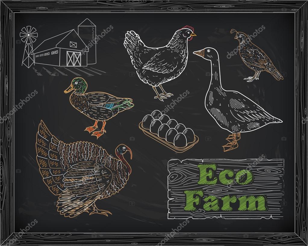 Beautiful scheme cutting chicken turkey duck goose quail on the farm drawn in chalk
