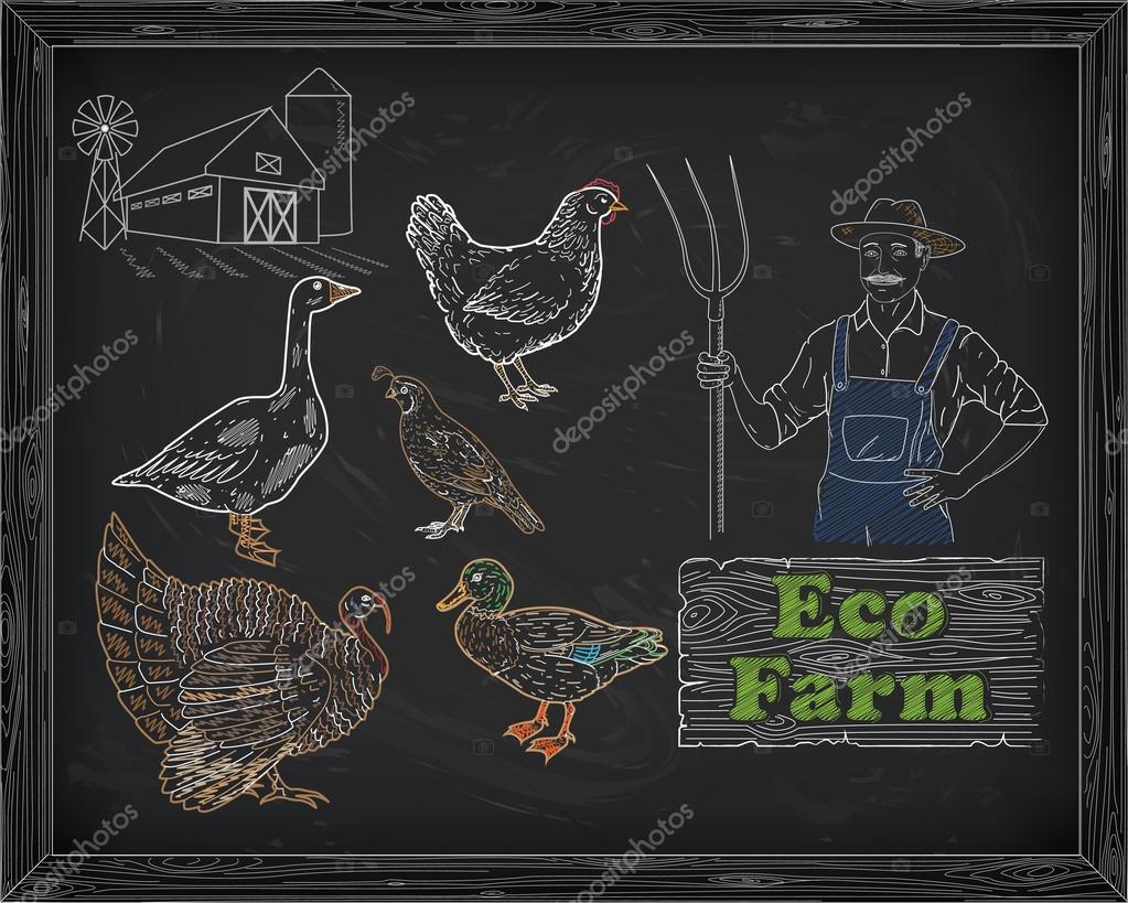 Beautiful scheme cutting chicken turkey duck goose quail on the farm and farmer drawn in chalk