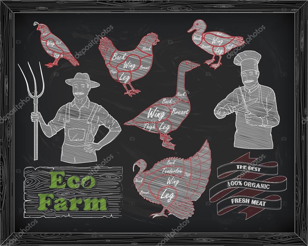 Beautiful scheme cutting chicken turkey duck goose quail and farmer with the cook drawn in chalk