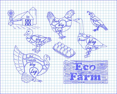 güzel düzeni tavuk hindi ördek kaz bıldırcın kesim 