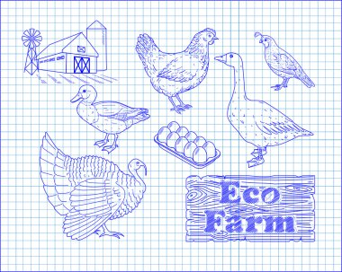 güzel tavuk hindi ördek kaz bıldırcın çiftliği