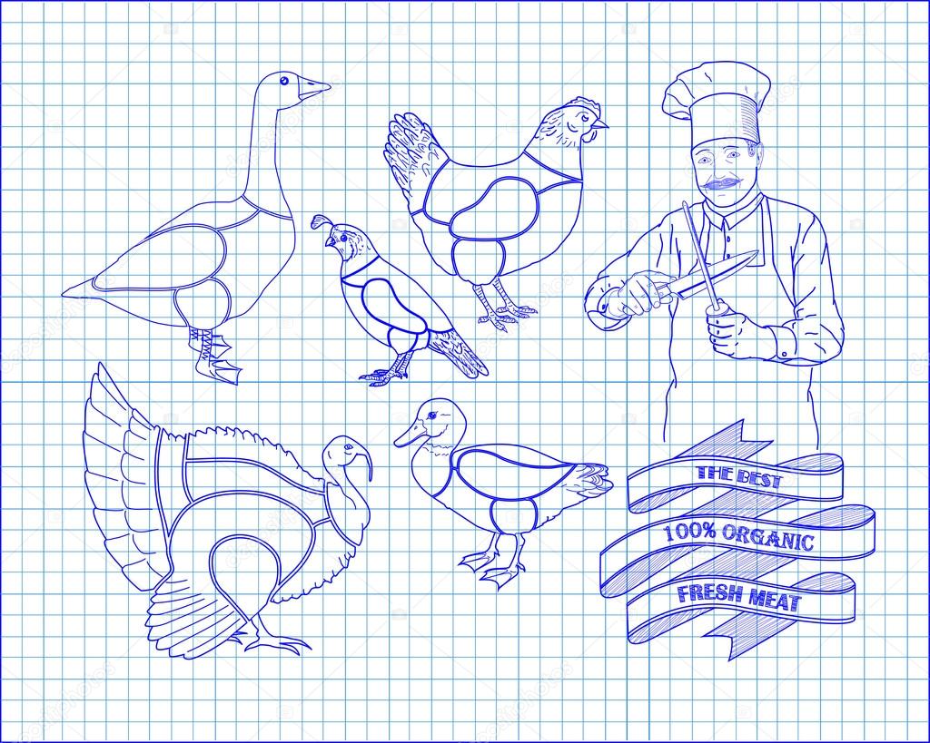 Beautiful scheme cutting chicken turkey duck goose quail with chef drawn in pen