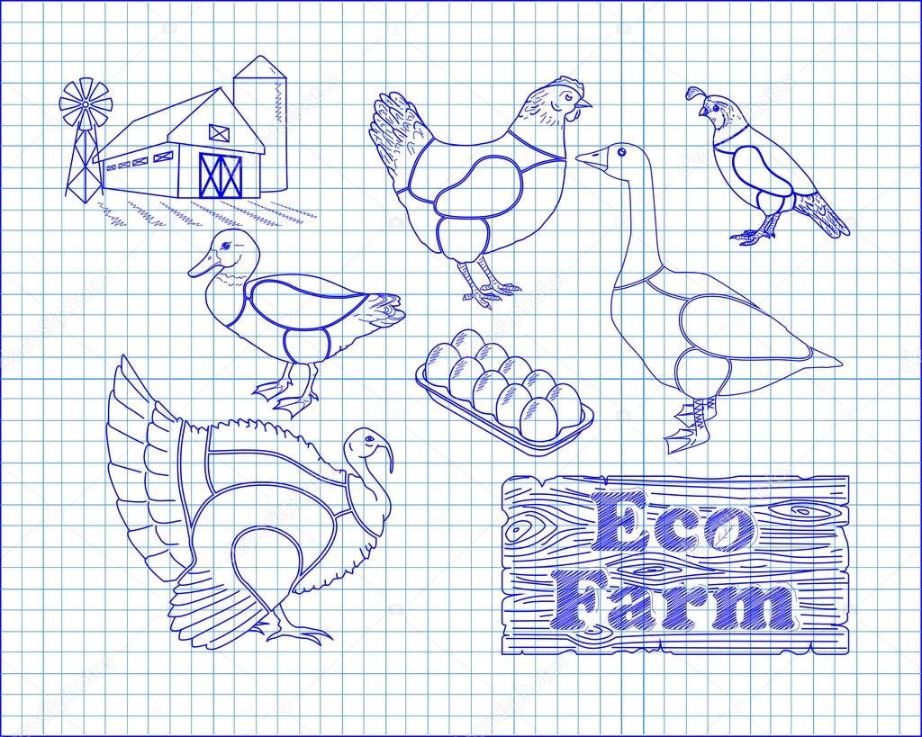Beautiful scheme cutting chicken turkey duck goose quail on the farm drawn in pen