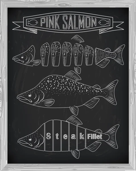 Schönen frischen Lachs Nahaufnahme Seitenansicht mit Kreide gezeichnet. rosa — Stockvektor