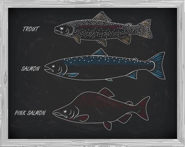 鲑鱼、 鳟鱼和粉红鲑鱼的美丽图案。与办学 — 图库矢量图片