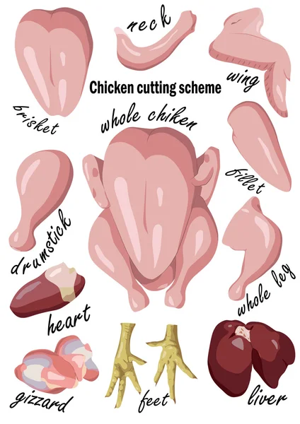 Pollo o gallina cruda que corte carne, partes del sistema de despojos de la canal : — Vector de stock