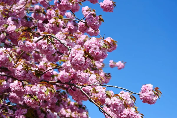 Sakura açık gökyüzünde çiçek açıyor.