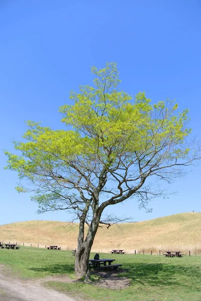 Uçsuz bucaksız yaylalarda duran ağaçlar ve banklar