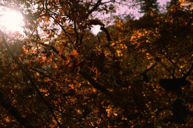 Sonbahar yaprakları gökyüzünde parıldıyor 03