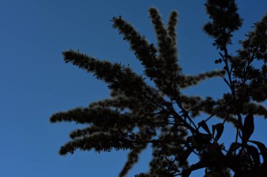 Mavi gökyüzüne karşı duran bitkiler 01