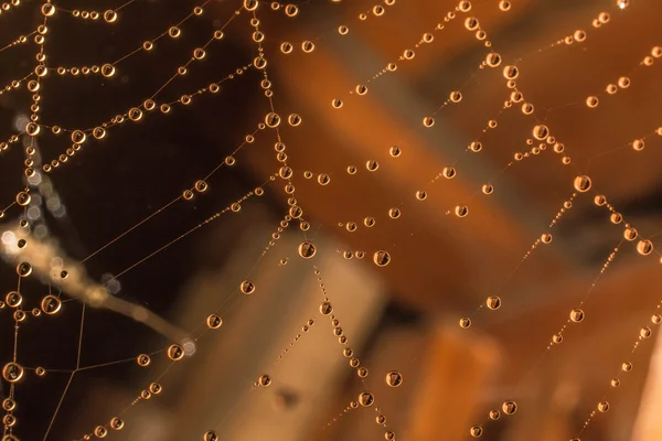 erken çiy damlaları