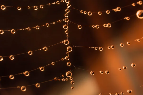 erken çiy damlaları