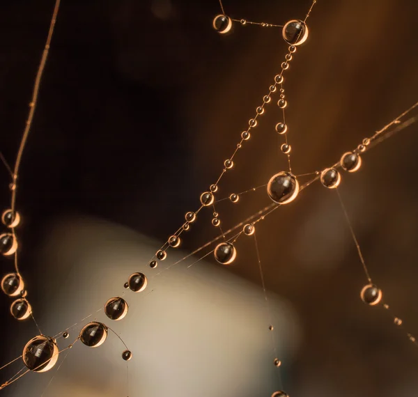 Gotas tempranas de rocío —  Fotos de Stock