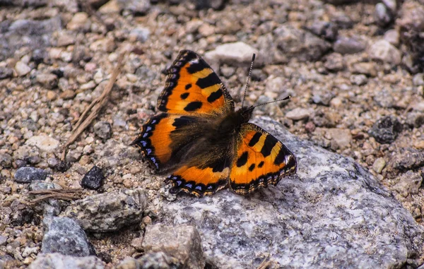  Bahar en güzel çağında