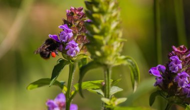  Bahar en güzel çağında