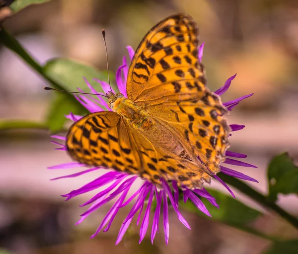  Bahar en güzel çağında