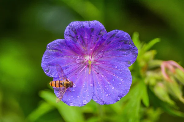  tam ihtişamıyla bahar