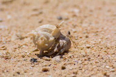 Turuncu adalarda Yengeç