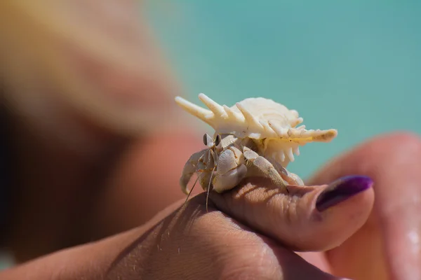 Turuncu adalarda Yengeç