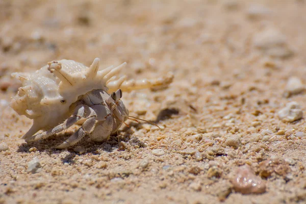 Turuncu adalarda Yengeç