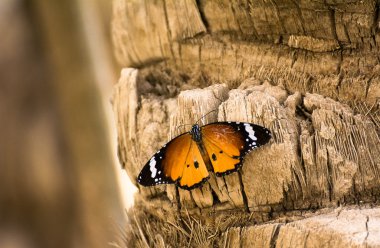 Güzellik kelebek kanatları