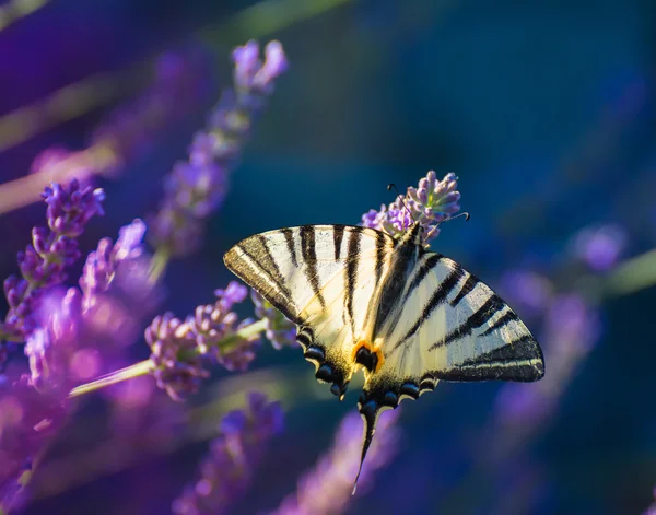 부족 한 스 왈 로우 테일-Iphiclides podalirius L 스톡 이미지