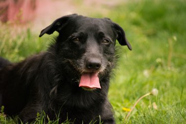  insanın en iyi dostu bir köpektir