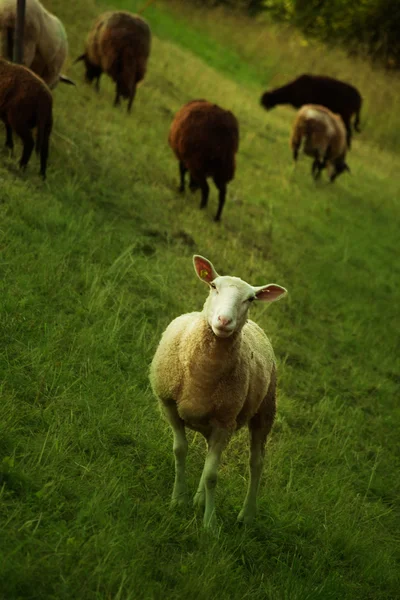 Çiftlikteki koyunlar 