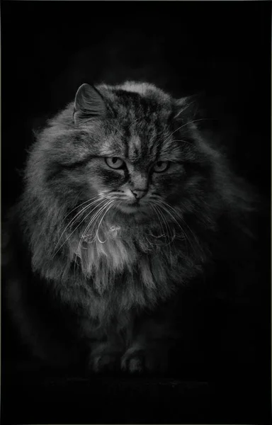 Кіт Саду Кіт Сидить Паркані Будинку Чорно Білий Портрет Домашньої — стокове фото