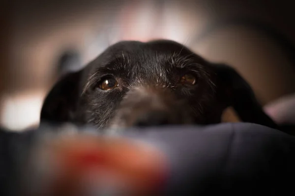 Köpek oyun oynarken yakalandı. Bir köpek insanın en iyi dostudur..