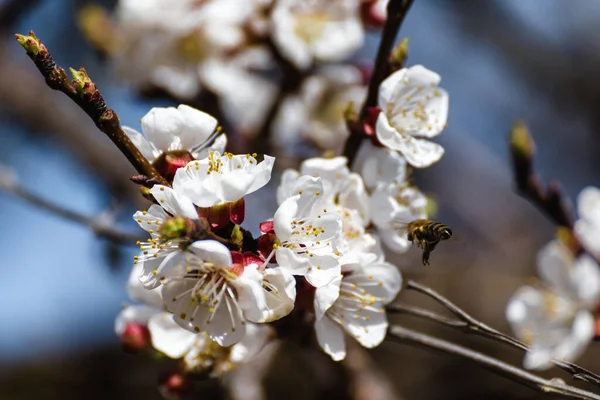 Baharda çiçek açan ağaçlar. Çiçekli kayısı..