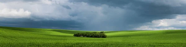 Doğa Batı Slovakya 'da yer almaktadır. Fırtınalı havada ağaç çalıları tek başına duruyor. Güneşli güzel bahar havası.