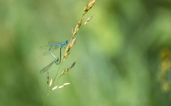 Nehalennia Speciosa Paring Ongedierte Grassprieten Sokken Paren Een Weiland Vol — Stockfoto