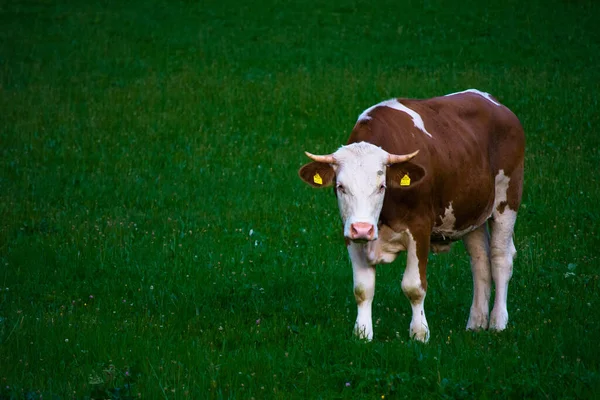 Tur Doméstico Una Especie Subespecie Familia Turovit Animal Granja Criado —  Fotos de Stock