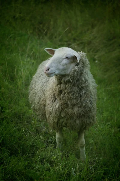 雄大なアルプスの山岳環境の牧草地で羊の放牧 国内の羊又は民俗若しくは古い羊は 種又は亜種の羊です — ストック写真