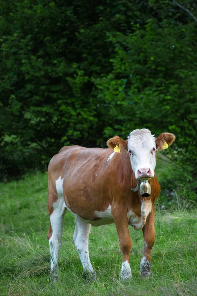 Vaches Broutant Dans Les Prairies Des Alpes Montagne Les Vaches — Photo