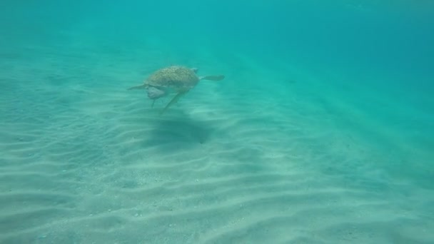 Żółw Morski Jest Morzu Czerwonym Wybrzeży Marsa Alam Egipt — Wideo stockowe