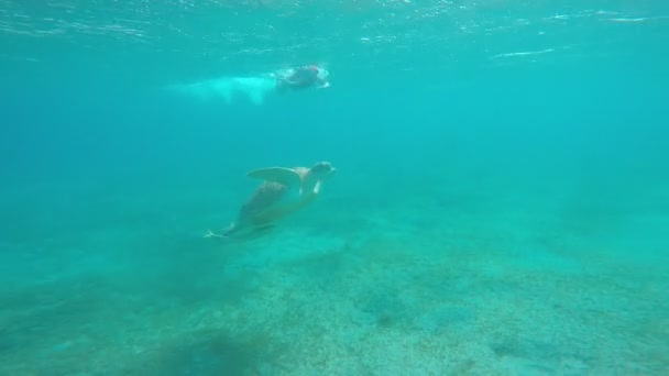 这只锯头海龟在埃及马萨阿拉姆海岸附近的红海里 — 图库视频影像