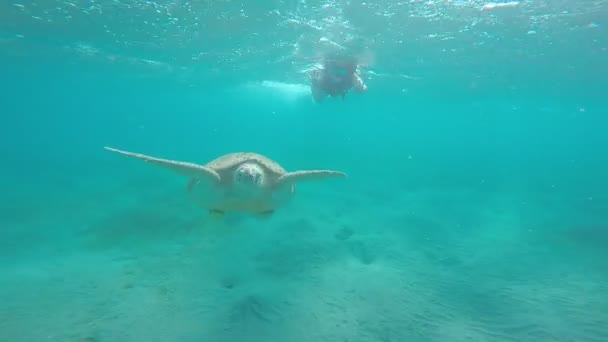 Θαλάσσια Χελώνα Καρέττα Βρίσκεται Στην Ερυθρά Θάλασσα Στα Ανοικτά Των — Αρχείο Βίντεο