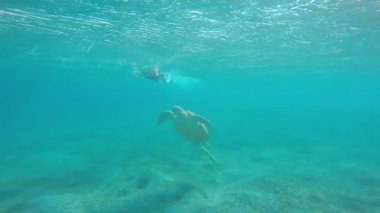 Deniz kaplumbağası Marsa Alam, Mısır açıklarında Kızıl Deniz 'de.. 